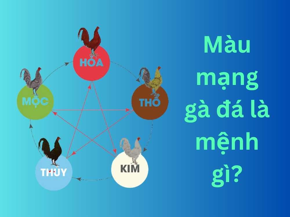 Màu mạng gà đá là mệnh gì