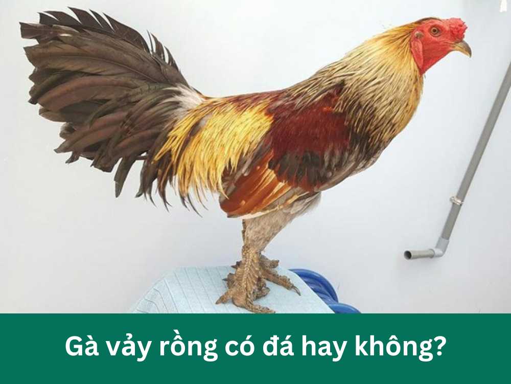 Gà vảy rồng đá có hay không